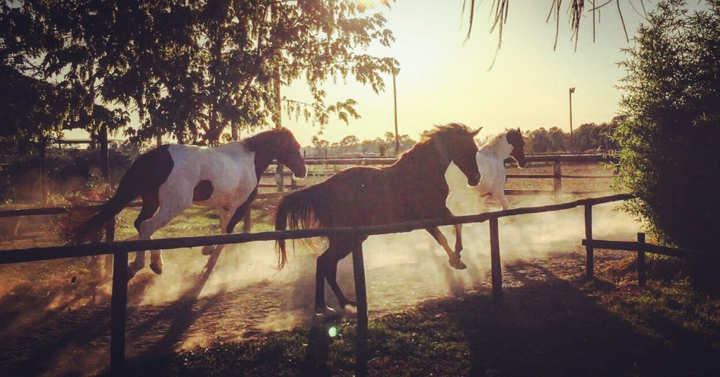 fotografare un cavallo