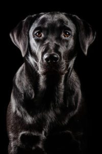 foto cani su sfondo nero