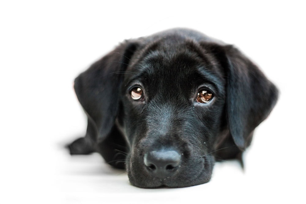 servizi fotografici animali domestici
