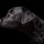servizi fotografici animali domestici