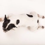 fotografia animali domestici