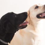 servizi fotografici animali domestici