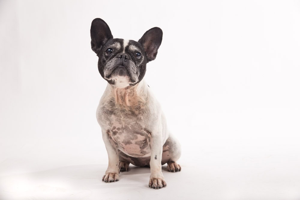 servizio fotografico per cani