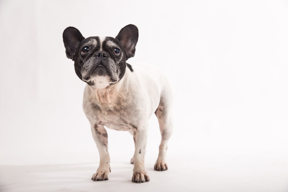 foto animali studio