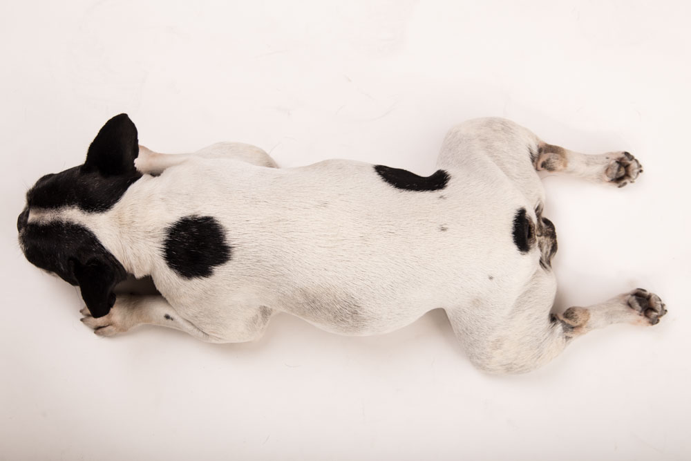 servizio fotografico per cani