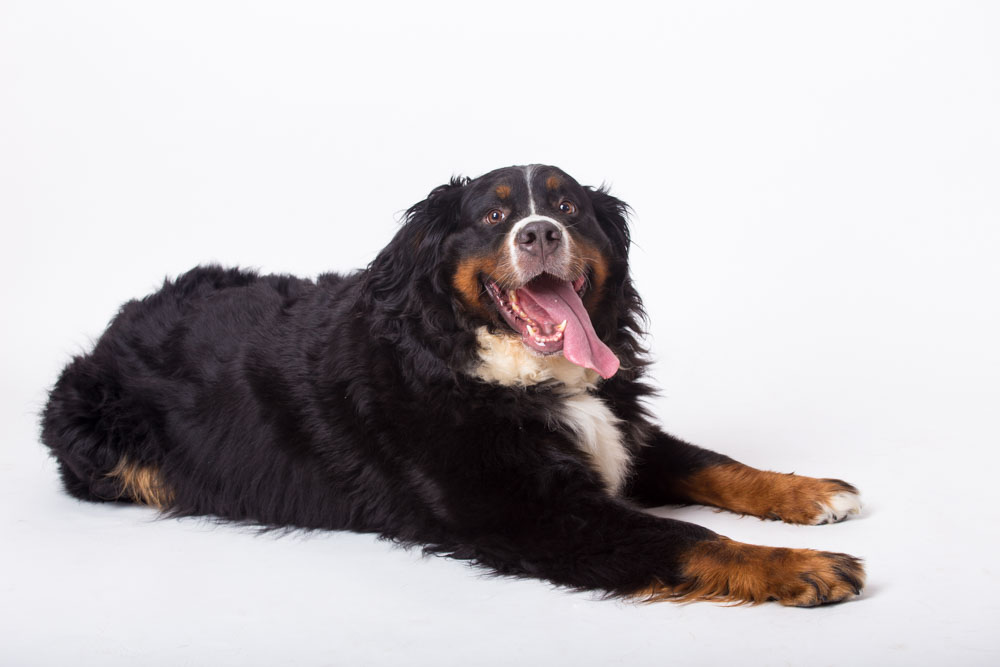 idea regalo padrone cane