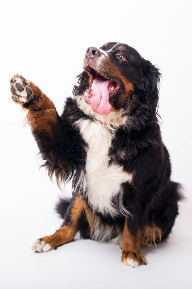 regalo servizio fotografico col cane