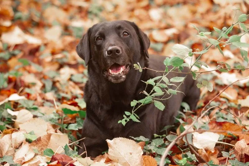 Idee foto cane in studio a Roma con posa naturale